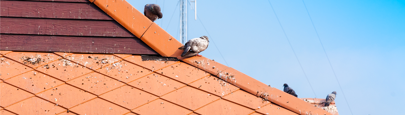 The Nuisance of Pigeon Droppings in High Rise Societies and Ways to Deal with Them - https://clensta.com/
