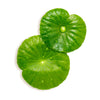 Cica Extract