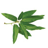Mangixyl (Mannan)