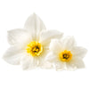 Narcissus Tazetta Extract 1%